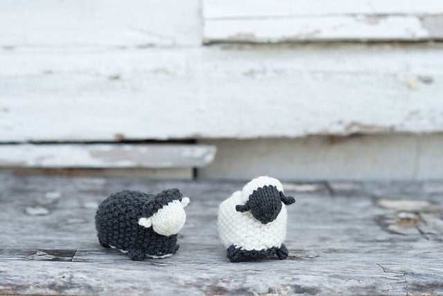 Black Sheep_White Sheep