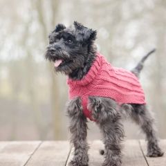 Nelly_240x240.jpg